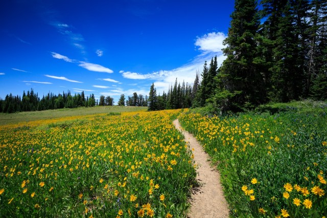 Plan Your Outdoor Escape with These Top Rated Wildflower Trails for Spring